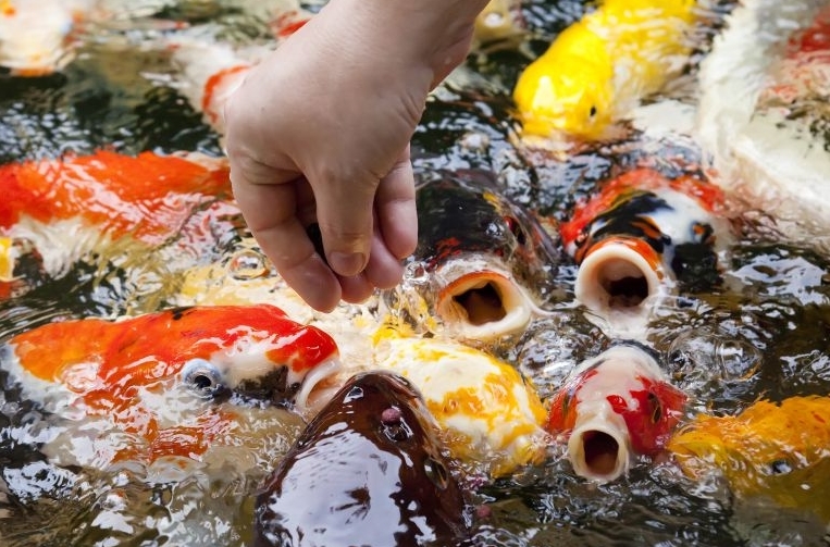 peces japoneses