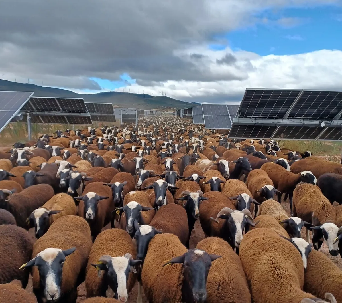 Comunidades Aut Nomas Aprueban C Nones Compensatorios Para Energ As Limpias