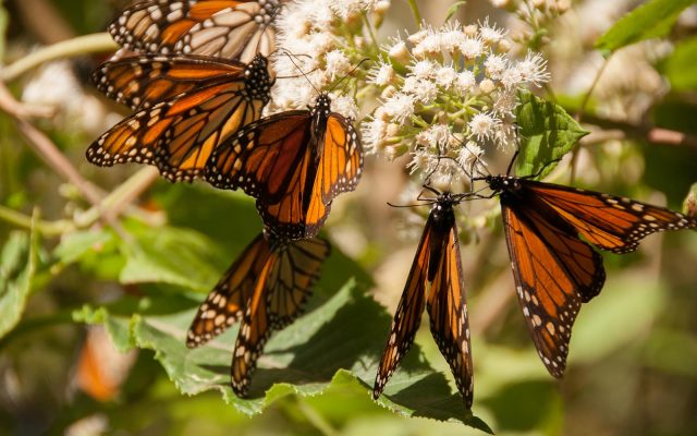 Conoce Todo Acerca De Las Mariposas Monarca Y Los Delfines